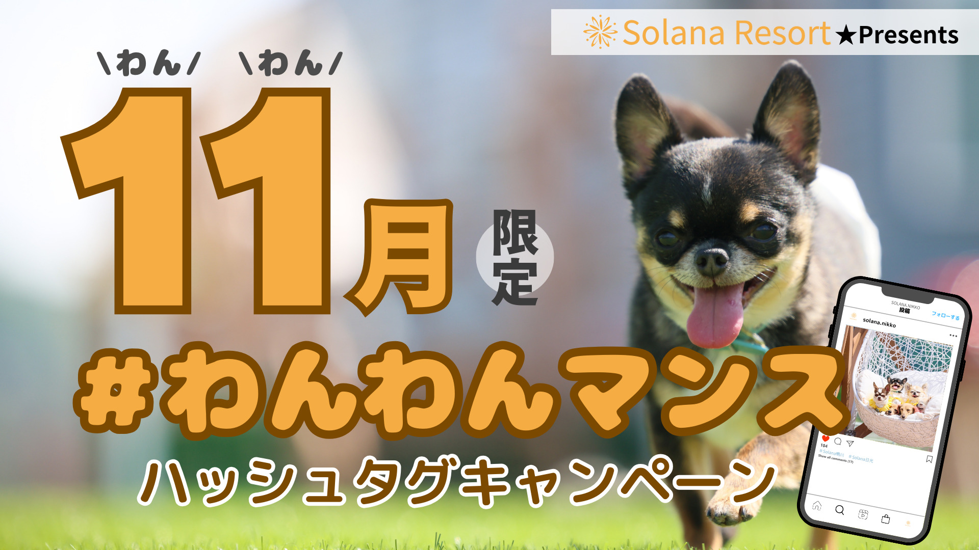 11月限定「わんわんマンス★ハッシュタグキャンペーン」開催！